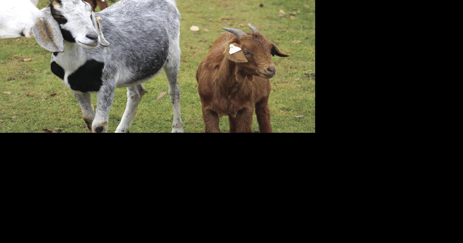 Hungry, hungry goats eat buckthorn in Freeman Park Excelsior/South