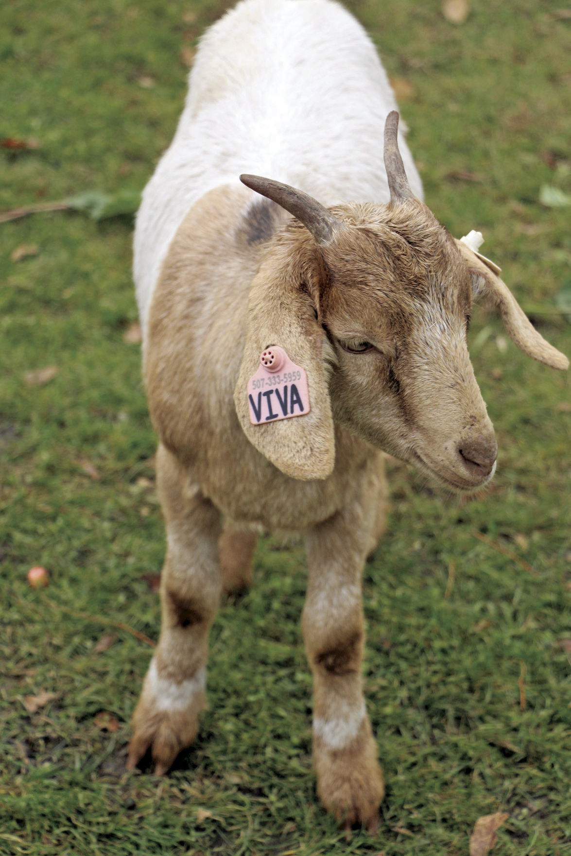 Hungry, hungry goats eat buckthorn in Freeman Park Excelsior/South