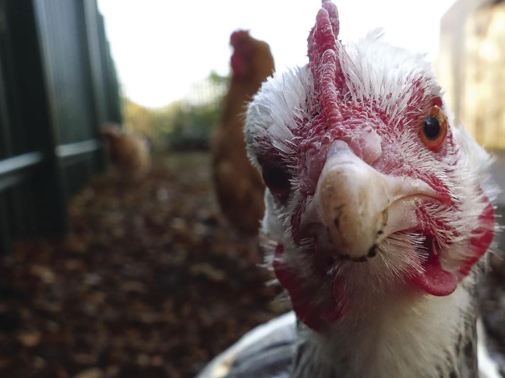 A fight for the flightless Chickens in Brooklyn Center Sun Post