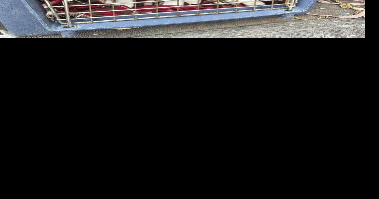 Underdog Rescue, MN welcomes shelter pets from Arkansas | Free ...