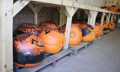Jack O Lantern Spectacular Returning To Minnesota Zoo Apple