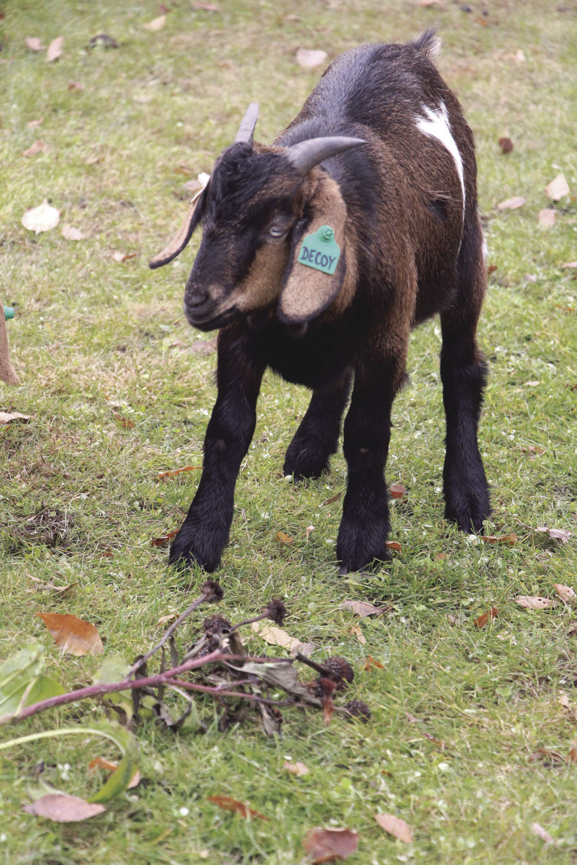 Hungry, hungry goats eat buckthorn in Freeman Park Excelsior/South