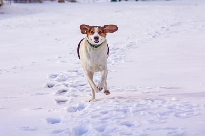 dog generic in snow.jpg