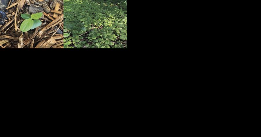 U of M researchers uproot decades of buckthorn management practices - Vimarsana News