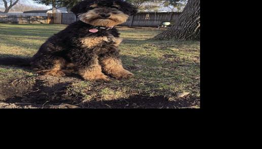 Aussiedoodle puppy named next safe digging ‘ambassadog’ | Free ...