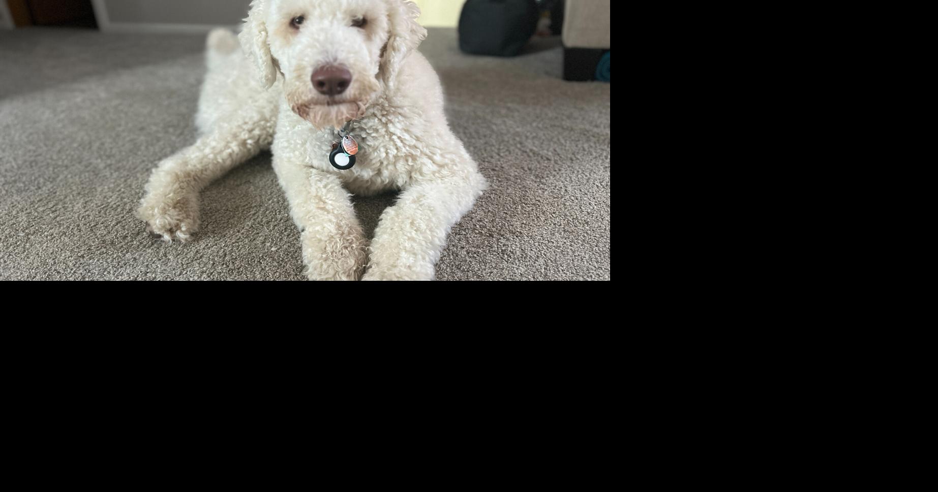Rufus the therapy dog on the mend after community support | Free ...