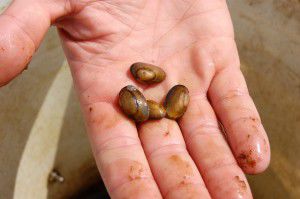 Focus on conservation: Zoo partners with DNR to raise mussels