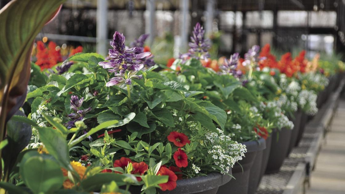 Spring Home Improvement: Maple Grove nursery, greenhouse sees increase in customers | Free