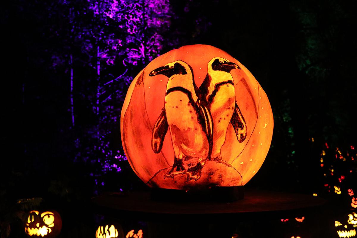 JackOLantern Spectacular returns to Minnesota Zoo Oct. 1 Apple