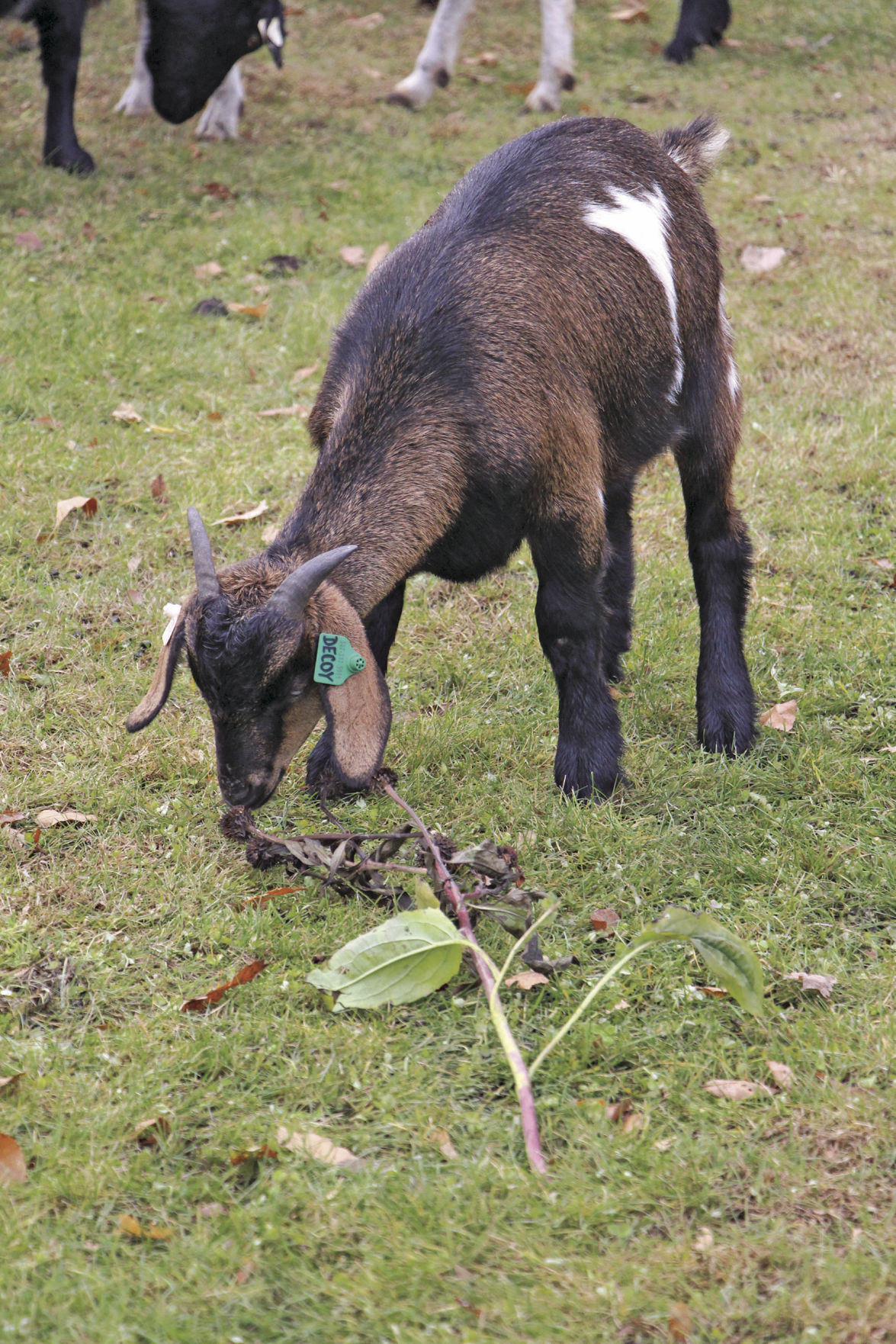Hungry, hungry goats eat buckthorn in Freeman Park Excelsior/South