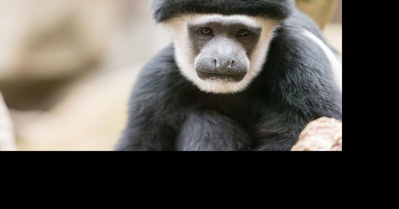 What it’s like to be a zoo nutritionist Apple Valley