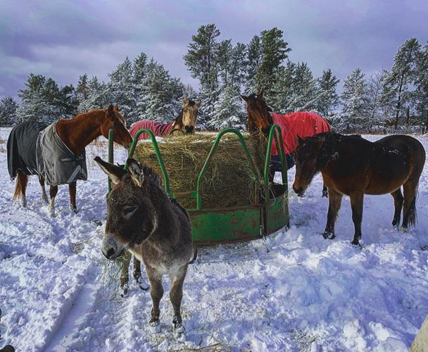 Retired rodeo donkey finds fame on Tik Tok Morrison County Record