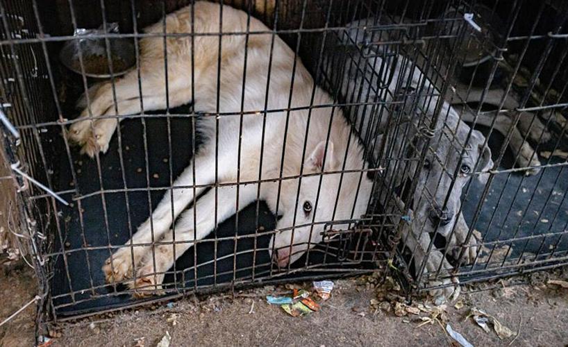 Update: 56 animals rescued from 'unsanitary' conditions at residence near  Motley | News 