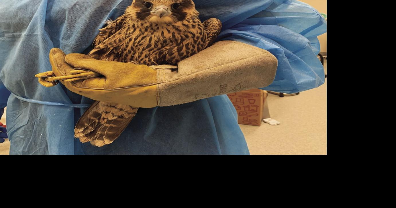 What do you do when you find an injured raptor? | Local News ...
