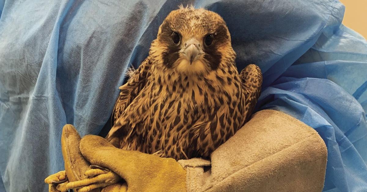What do you do when you find an injured raptor? | Local News ...