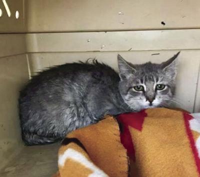 A Happy Ending For Cat Trapped In Pipe Waconia Hometownsource Com