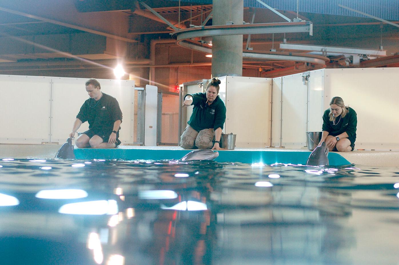 Dolphins on display at Minnesota Zoo for the first time in a decade | Apple  Valley | hometownsource.com
