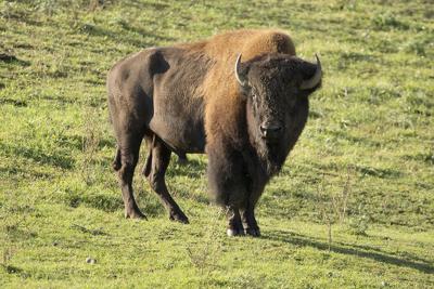 all bison web.jpg