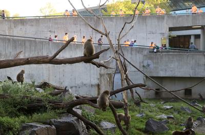 Welcome back: Minnesota Zoo reopening to the public with precautions |  Apple Valley | hometownsource.com