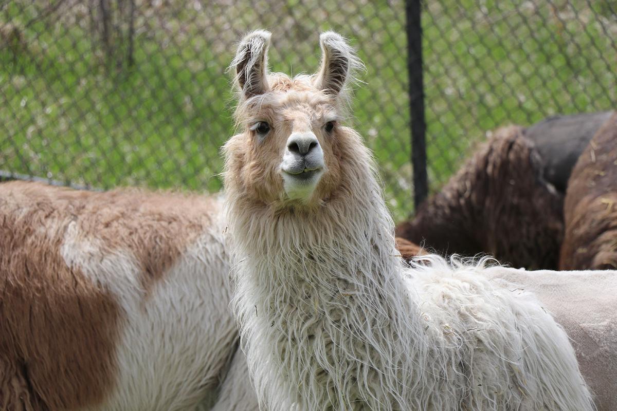 zoo la la llama microphone