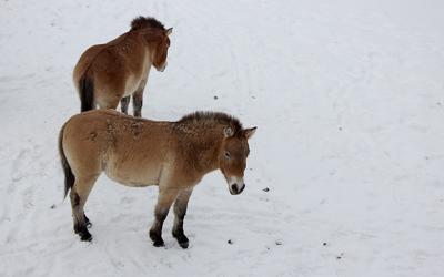 Minnesota Zoo Closes Temporarily To The Public In Response To