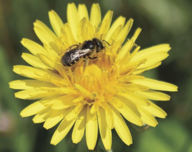 Bee on yellow flower