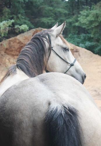 MRA queen ready to compete in Man vs. Beast Rodeo | Morrison County ...