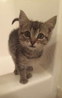 Dayton Welcomes Angel Of Hope Animal Rescue Local News Hometownsource Com
