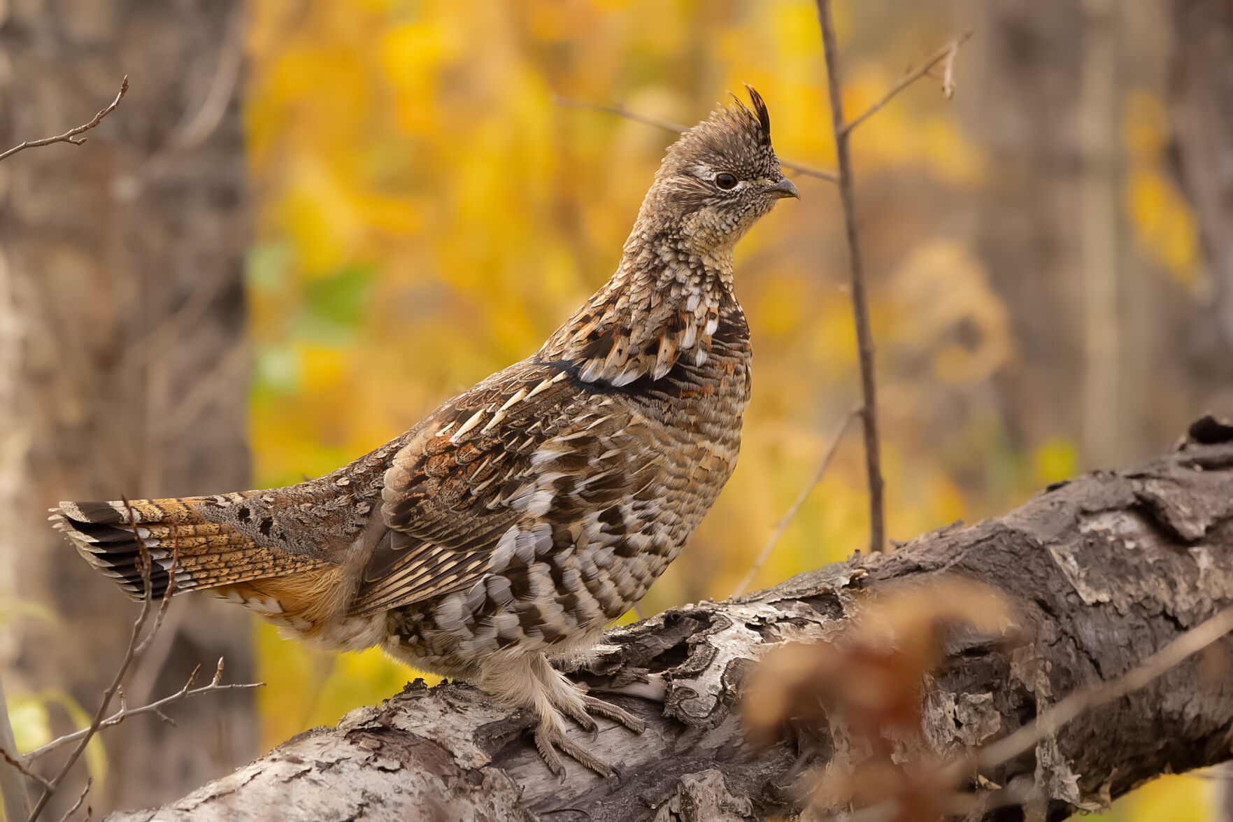  バード  Grouse-FinnFest 2020 バード  2020  Grouse-FinnFest