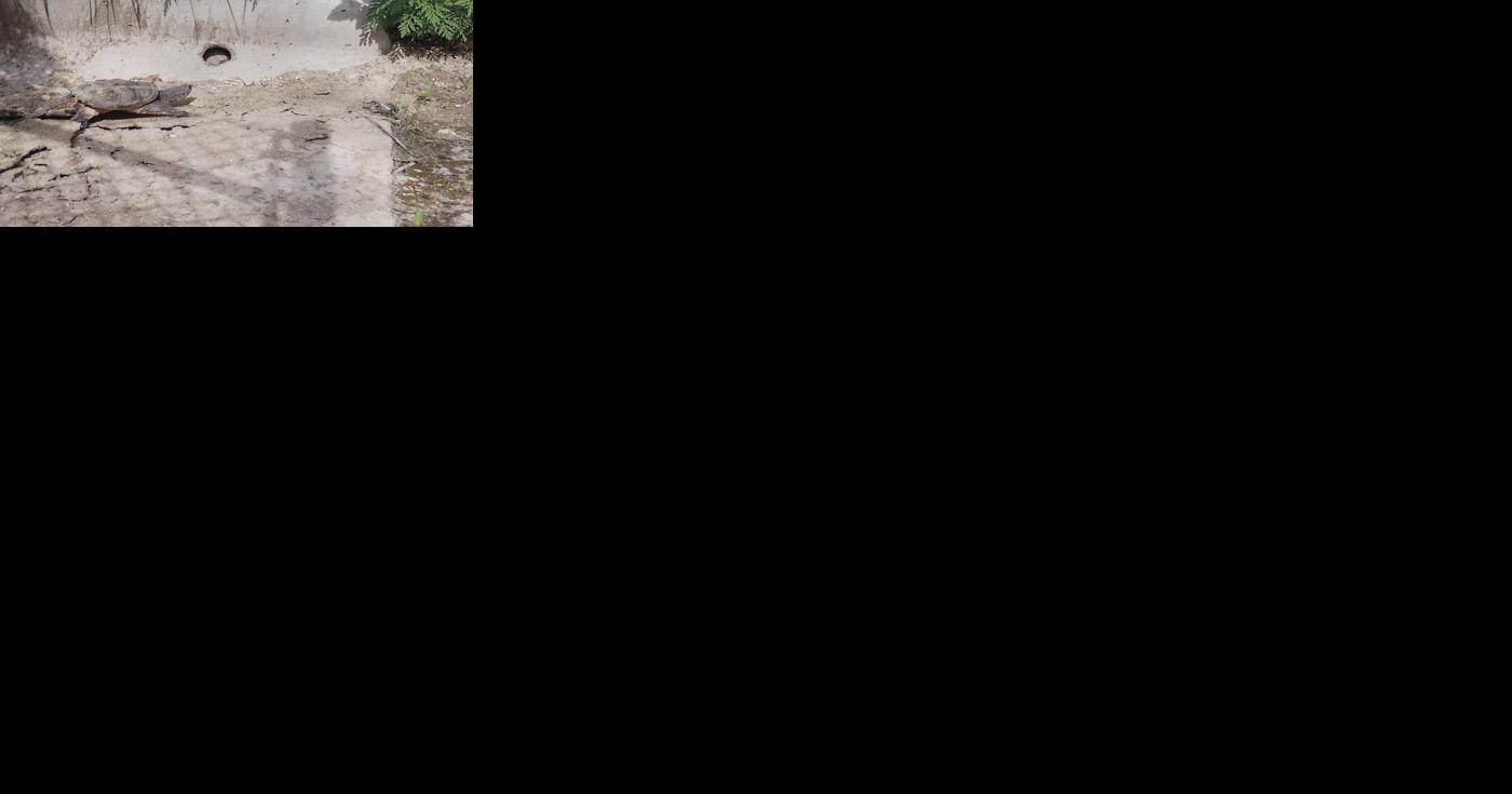 Dakota County 'turtle tunnels' provide safe wildlife passage | Free - Vimarsana News