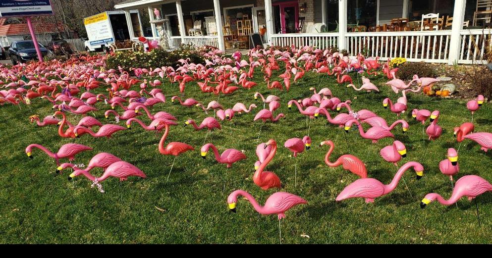 Fans of pink-feathered bird flock together at Flamingo convention