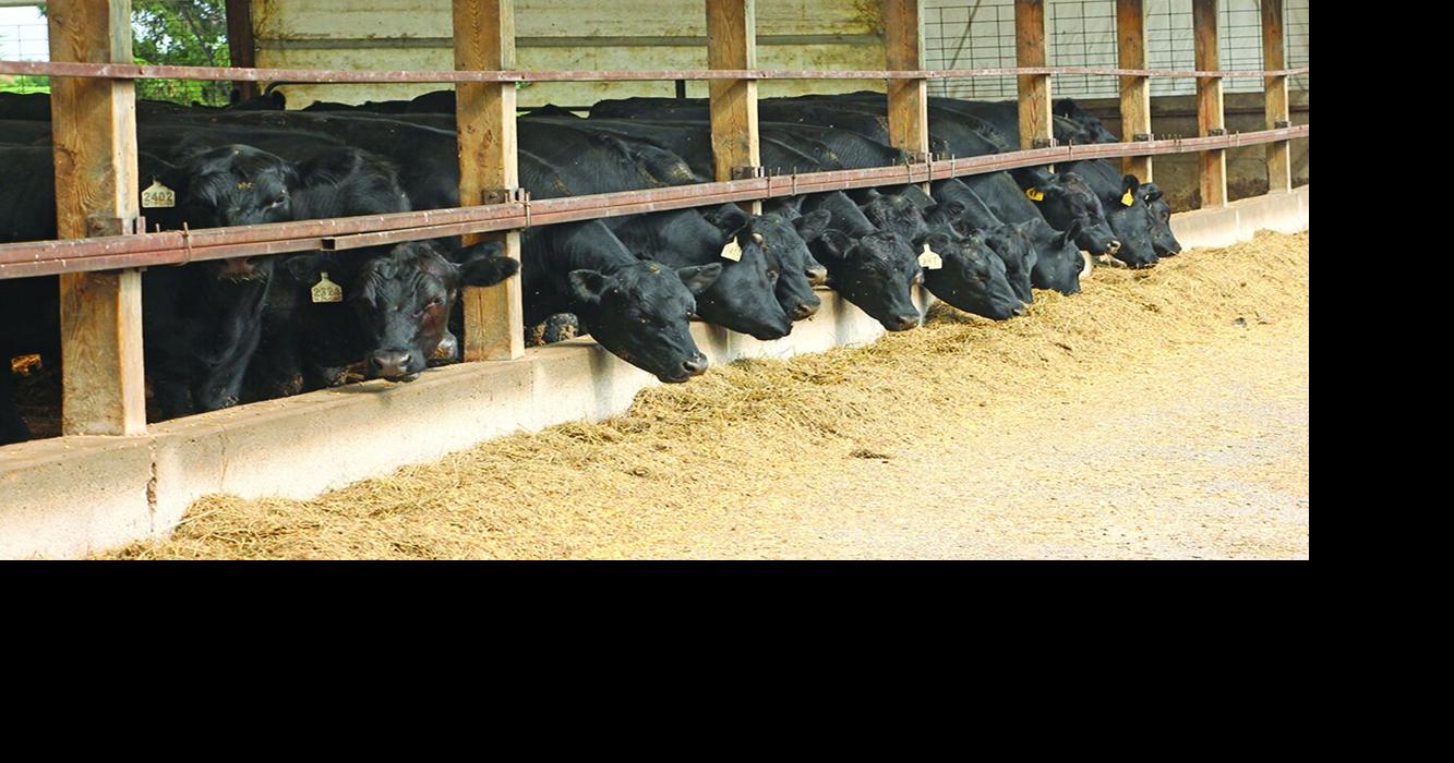 Smude's Angus Farms: Hard work, good soil and quality meat ...