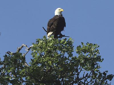 Bald eagle refuge.jpg