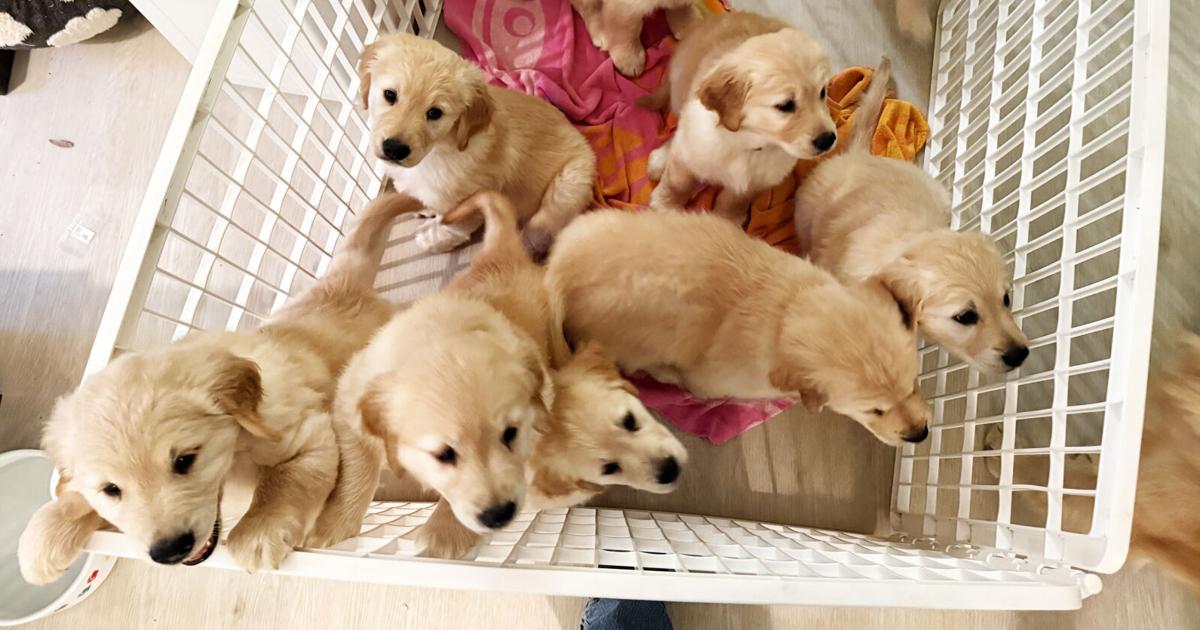Masons raise money for assistance dogs