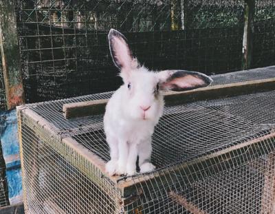 elk river man will have to get rid of