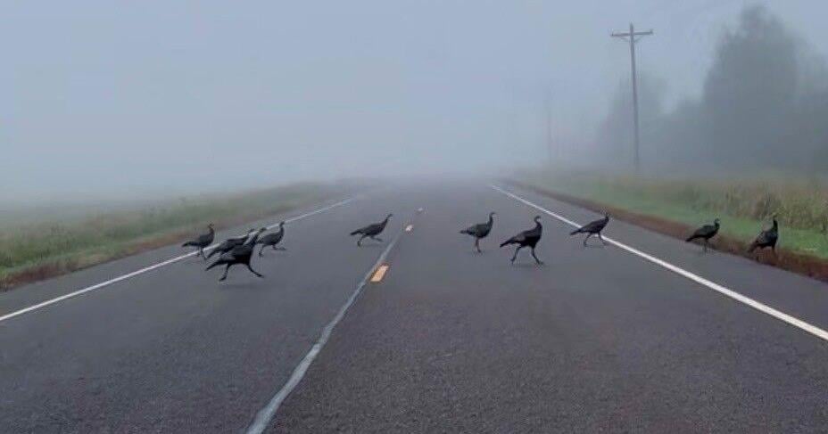 Sign-up for the Memorial Day wildlife casualty count