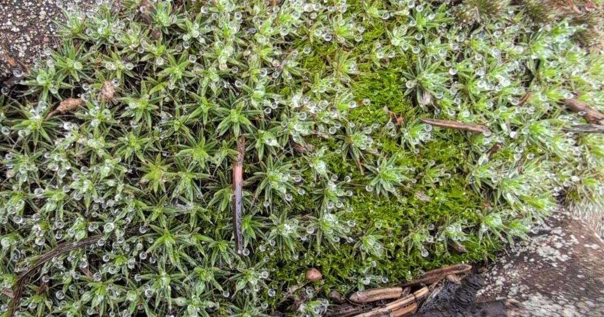 Coleanthus Subtilis COLUMN: The wild world of moss | | hometownsource.com