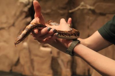 Registration Open For Minnesota Zoo Summer Camps Free Hometownsource Com