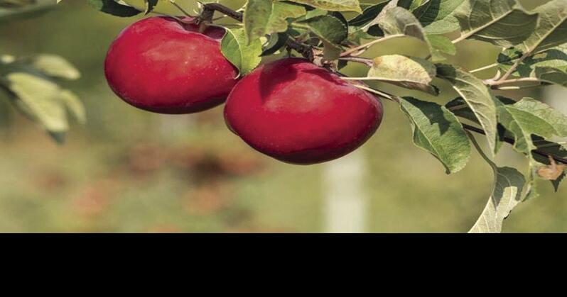 Apple breeding program offers new tastes | Local News | hometownsource.com