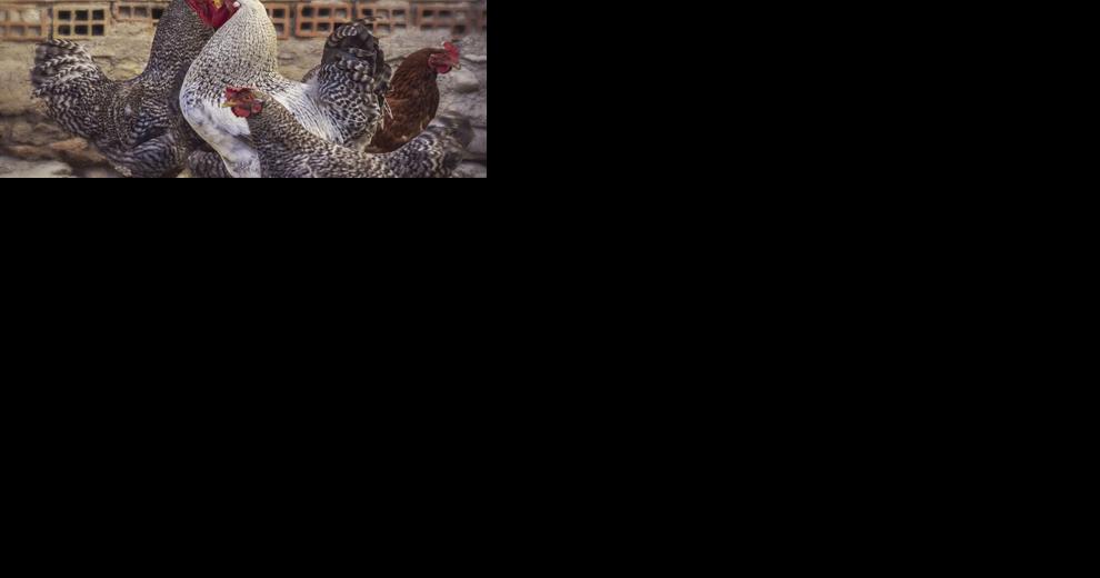 Chicken ordinance comes clucking back to Brooklyn Park City Council - Vimarsana News