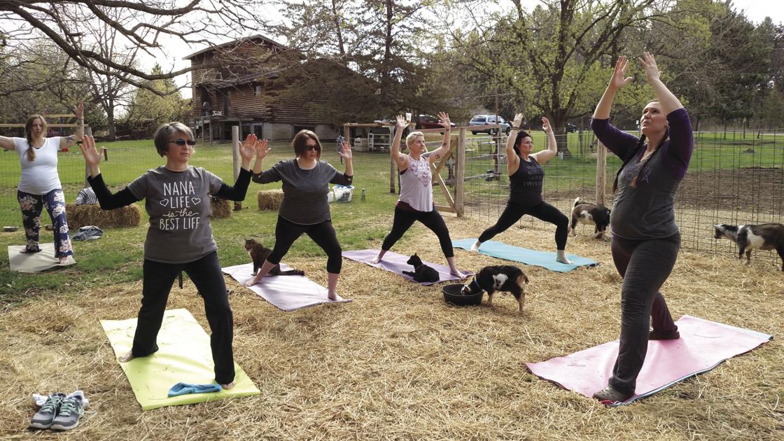 Goat Yoga In The St Croix Valley Stillwater Gazette Hometownsource Com