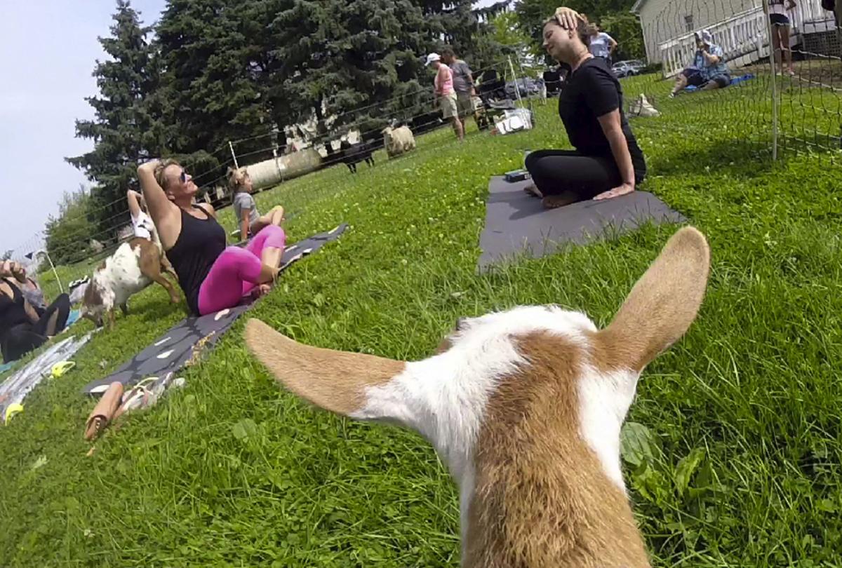 Exchange Goat Yoga