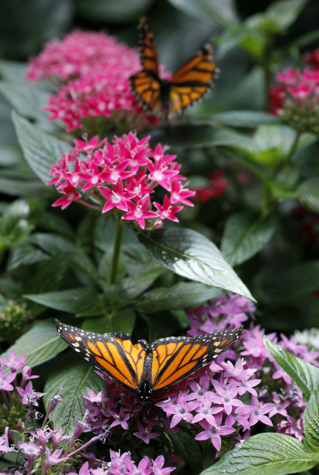 Photos Blooming Butterflies Local News