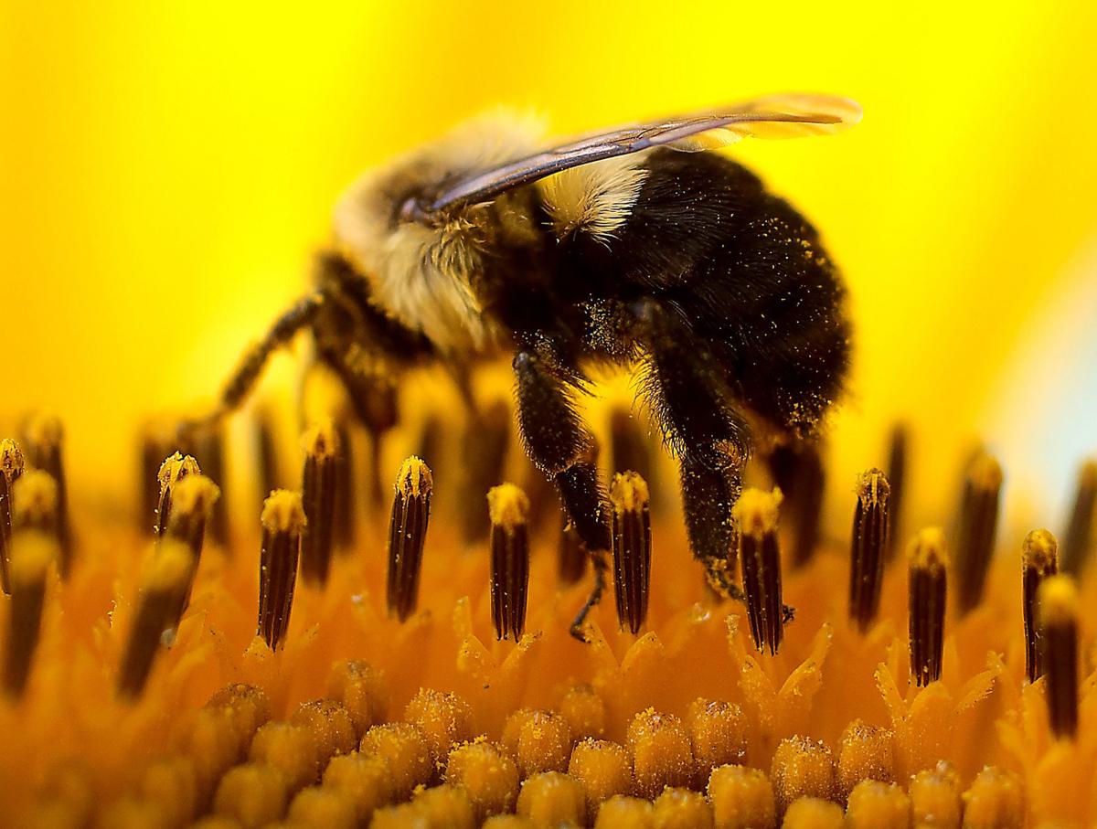 Pope Sunflowers 08-08112017162644
