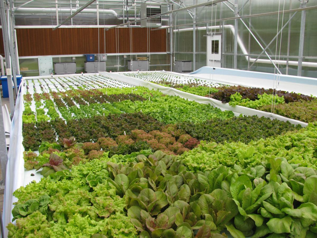 Tank to table: Aquaponics business aims to set up in an ...