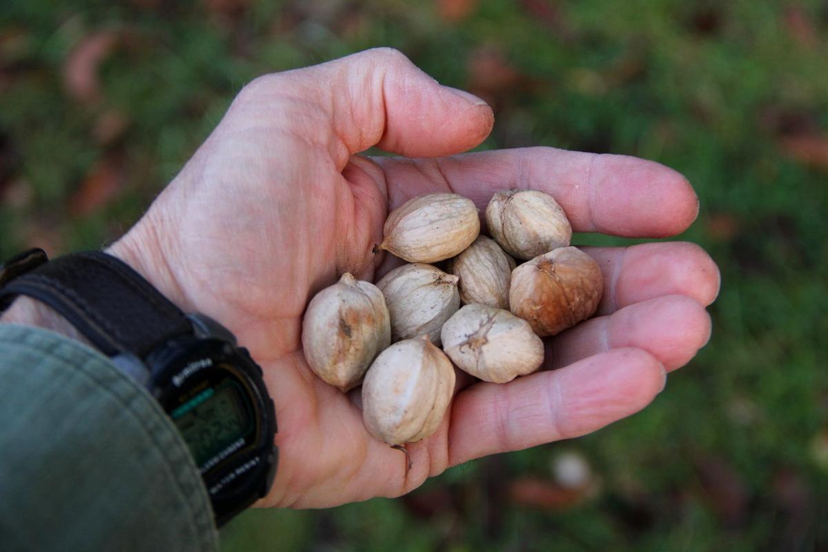 Shagbark Hickory Nuts / This photo was taken in early august, when the