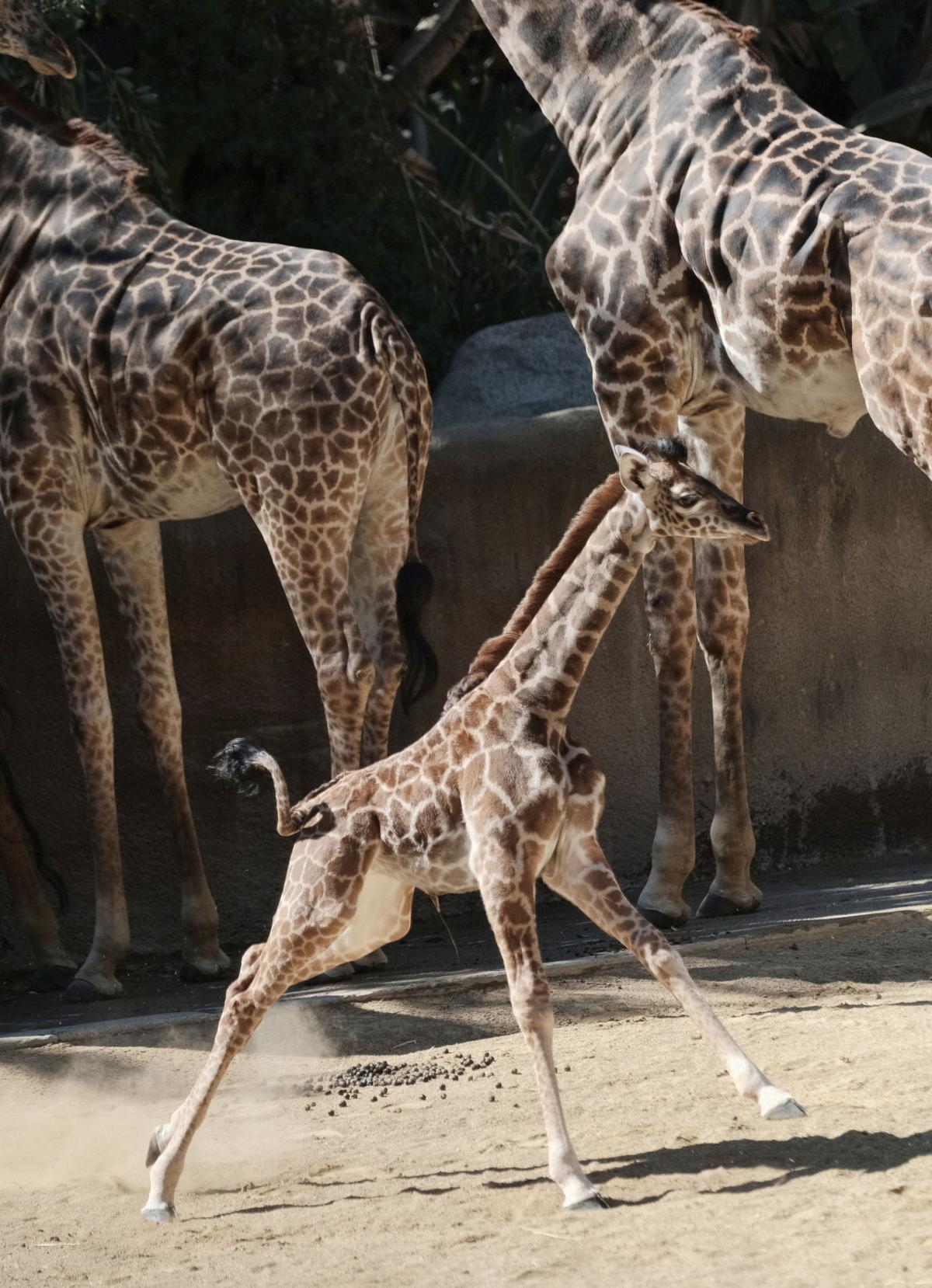 Baby Giraffe