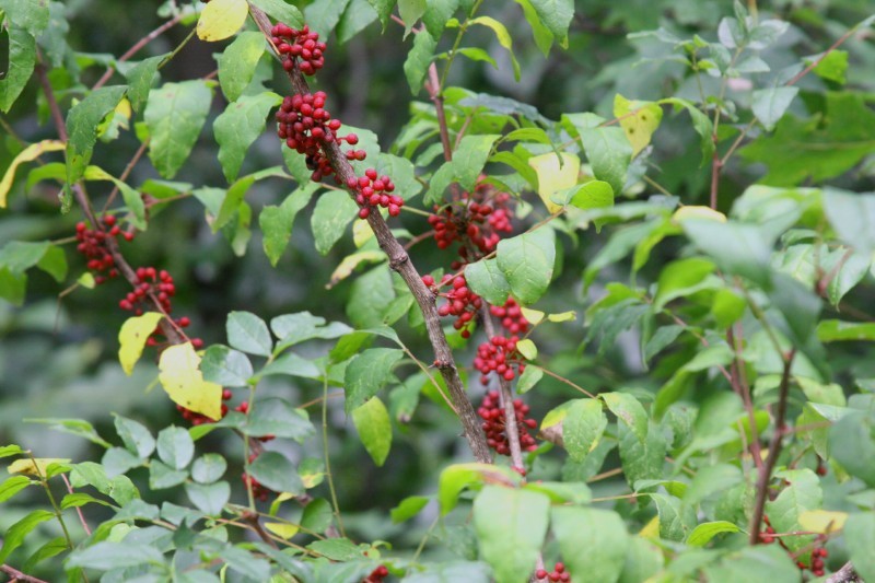 Nature's Way: Focus on forest shrubs | Outdoors | host.madison.com