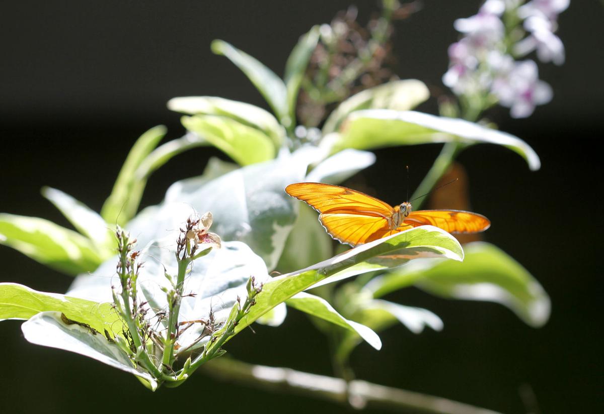 Photos Blooming Butterflies Local News