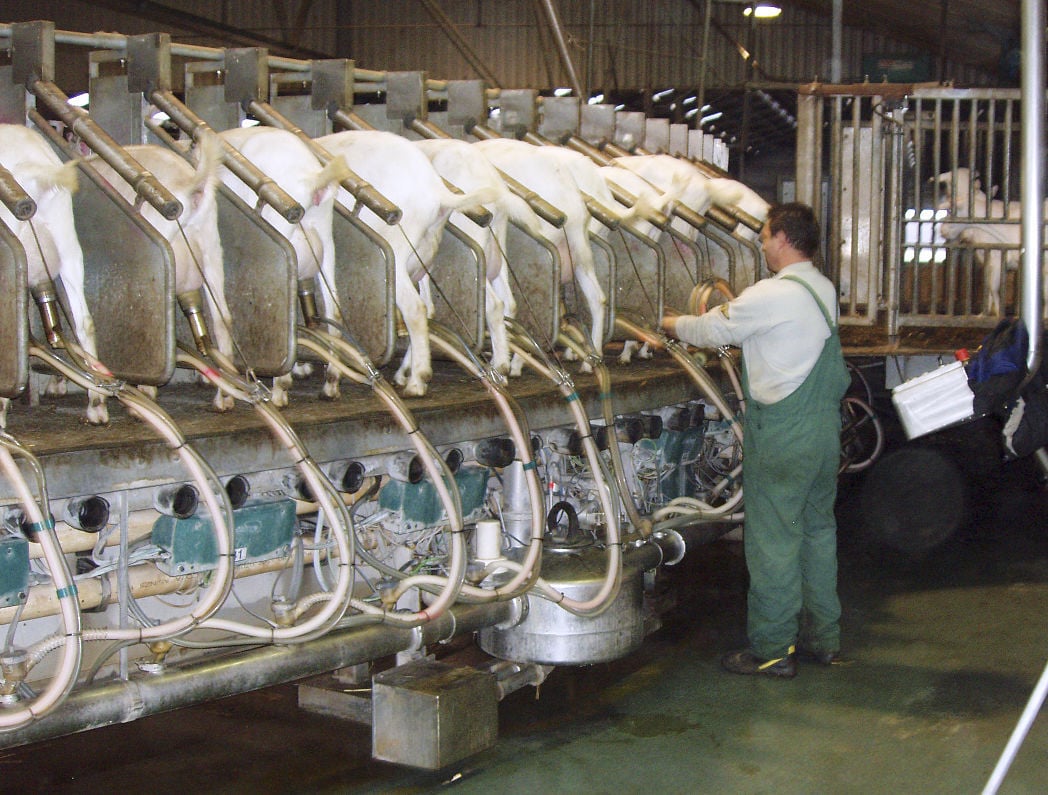 Proposed Jefferson County goat milking operation would be among largest in world | Madison ...